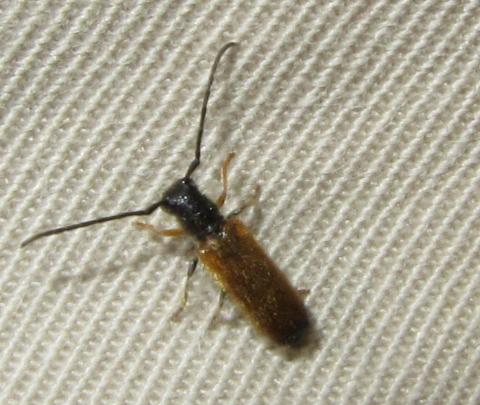 Tetrops praeustus
